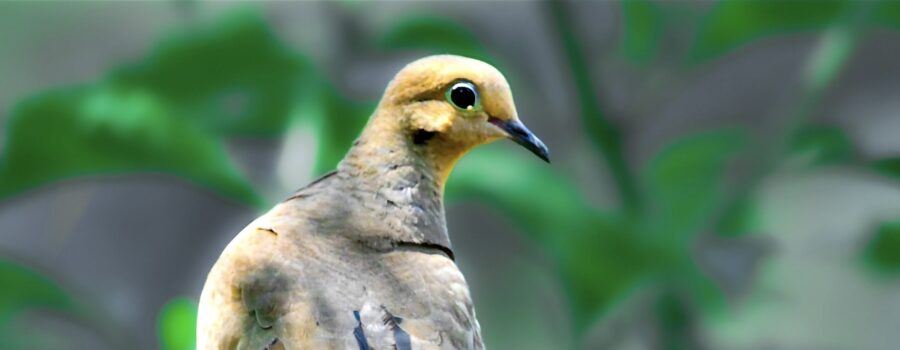 A mourning dove sits perched on a branch enjoying the morning shade