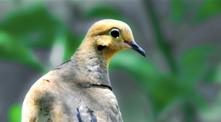 A mourning dove sits perched on a branch enjoying the morning shade