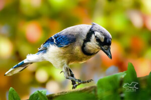 An eastern blue jay appears to be skipping along a leaf covered limb as it searches for food.