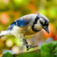 Eastern Blue Jays are Colorful in Both Personality and Body