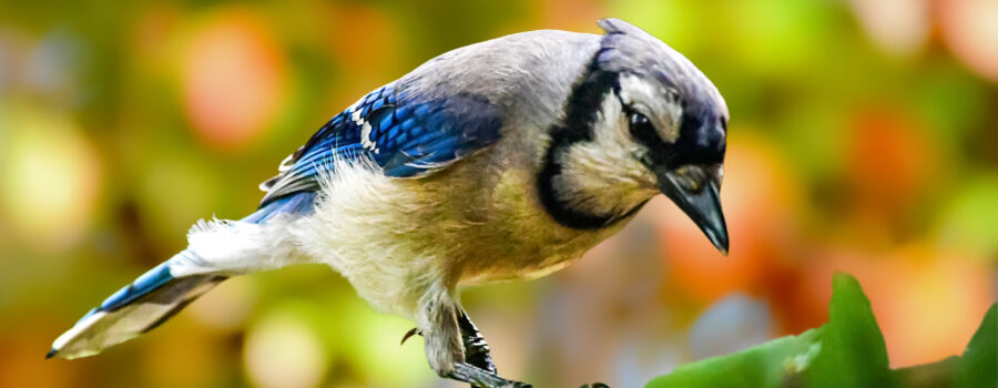 An eastern blue jay appears to be skipping along a leaf covered limb as it searches for food.
