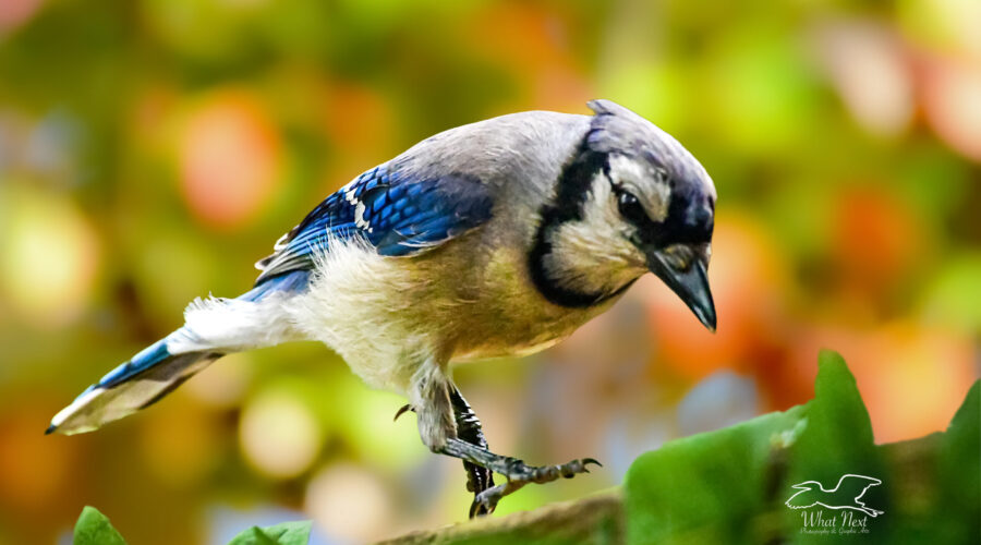 An eastern blue jay appears to be skipping along a leaf covered limb as it searches for food.