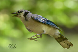 An eastern blue jay heads up into the sky.