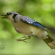 The Colorful Eastern Blue Jays Have Babies to Feed