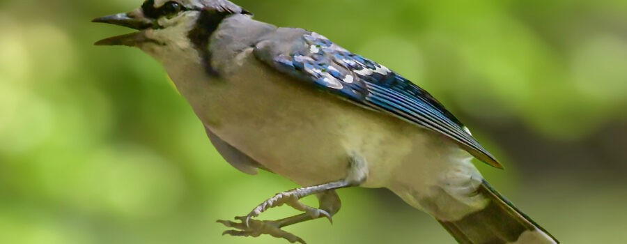 An eastern blue jay heads up into the sky.