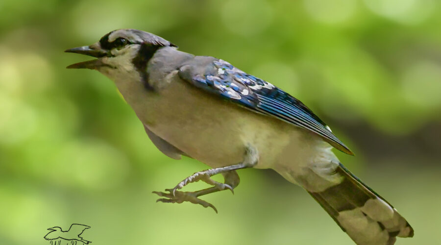 An eastern blue jay heads up into the sky.