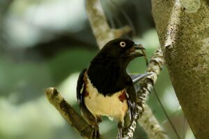 Eastern Towhees are Singing their Beautiful Songs in the Woods