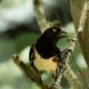 Eastern Towhees are Singing their Beautiful Songs in the Woods