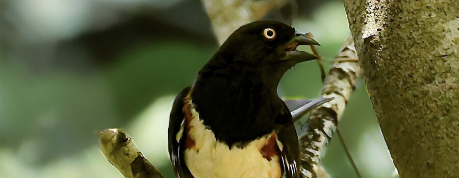 Eastern Towhees are Singing their Beautiful Songs in the Woods