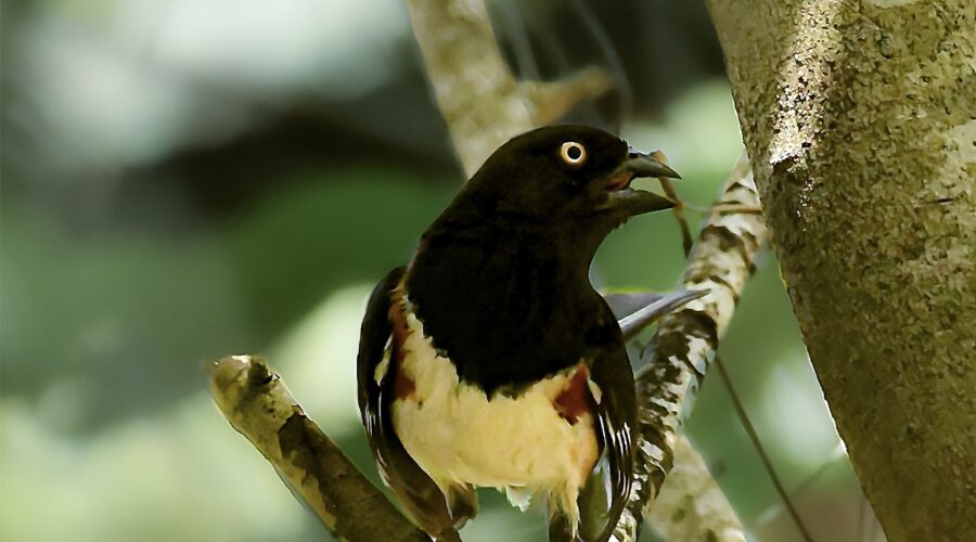 Eastern Towhees are Singing their Beautiful Songs in the Woods