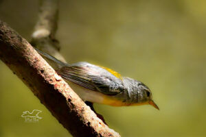 A yellow throated vireo prepares to take flight from a tree branch.