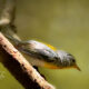 Yellow Throated Vireos are Beautiful but Hard to Find