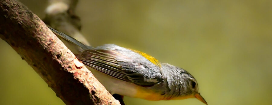 A yellow throated vireo prepares to take flight from a tree branch.