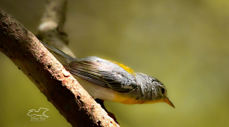 A yellow throated vireo prepares to take flight from a tree branch.