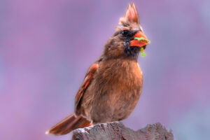 A female northern cardinal gathers plant material to use as lining for her nest.