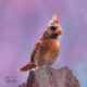The Incredible Cardinals are Preparing for a Second Brood