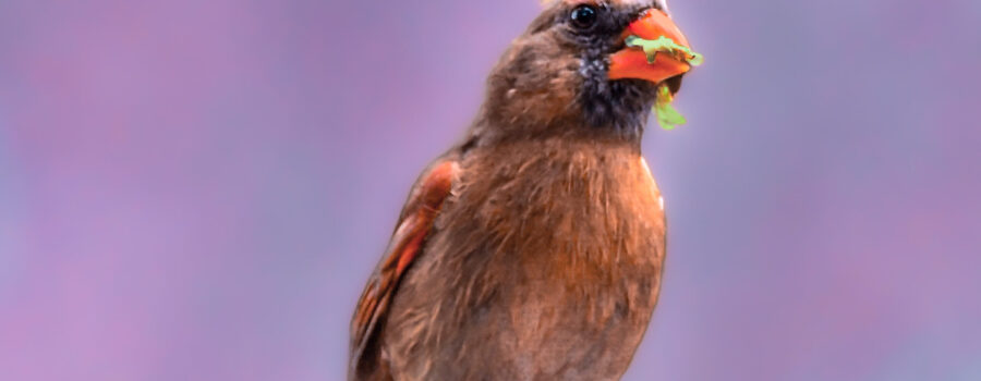 A female northern cardinal gathers plant material to use as lining for her nest.
