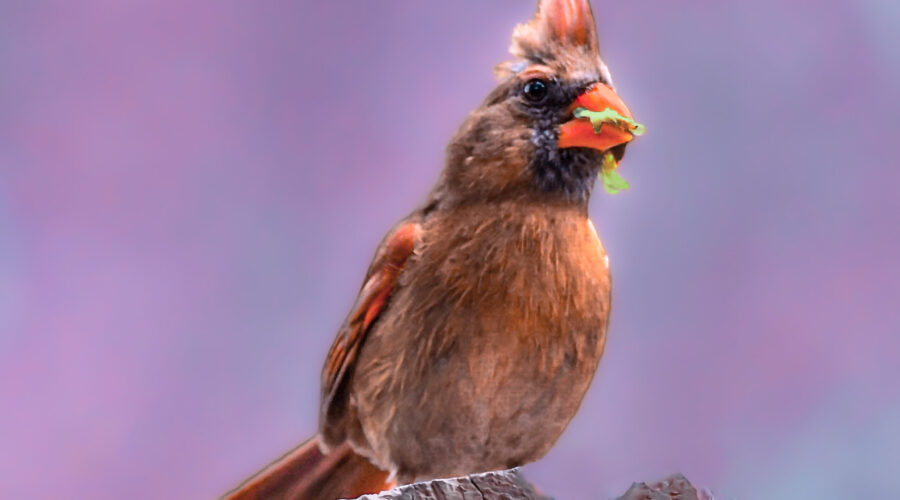 A female northern cardinal gathers plant material to use as lining for her nest.