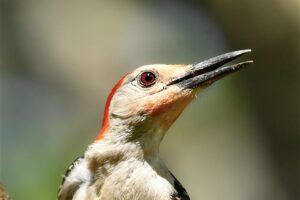 A red bellied woodpecker shows off the extra red patches of his breeding plumage.