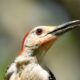 Red Bellied Woodpeckers are Quite Beautiful in Summer