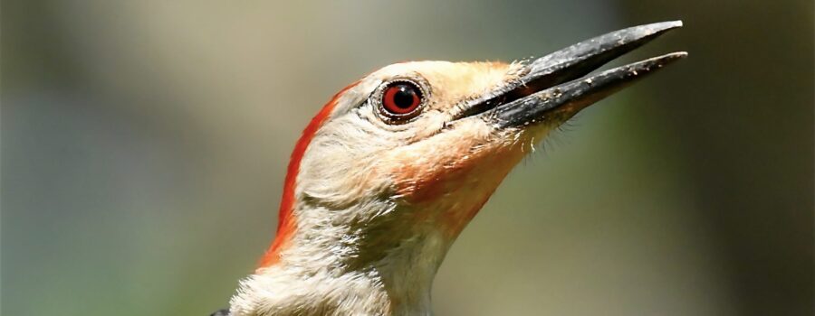 A red bellied woodpecker shows off the extra red patches of his breeding plumage.