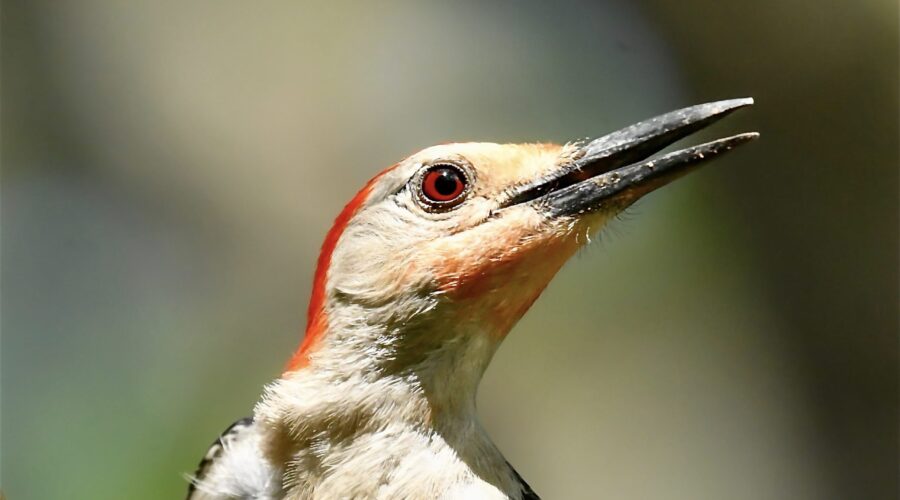 A red bellied woodpecker shows off the extra red patches of his breeding plumage.
