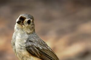 A little tufted titmouse perches on a rock and cocks it’s head as it looks at the camera.
