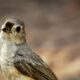 The Tufted Titmouse is Beautiful and Quite Adorable