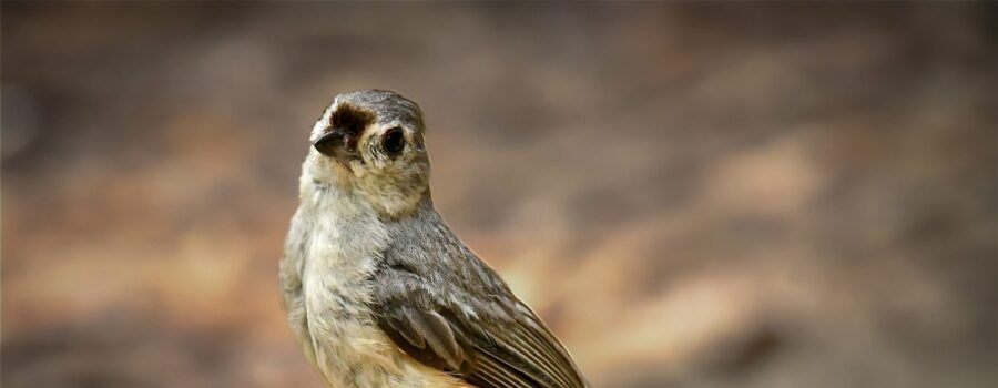 A little tufted titmouse perches on a rock and cocks it’s head as it looks at the camera.