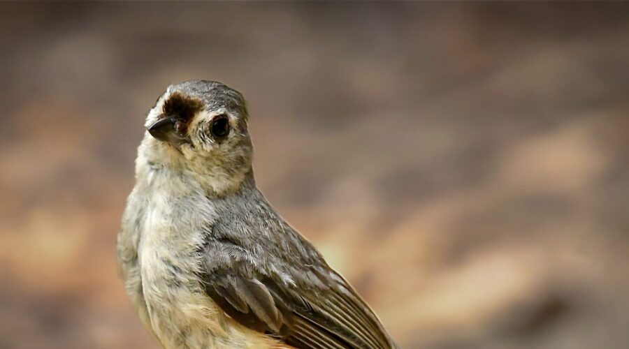A little tufted titmouse perches on a rock and cocks it’s head as it looks at the camera.
