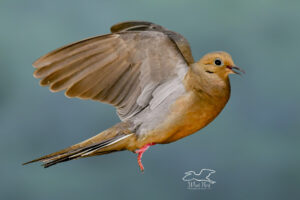 A mourning dove takes flight across the sky early in the morning.