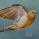 Mourning Doves are Very Strong Fliers