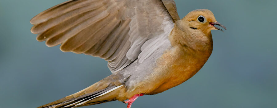A mourning dove takes flight across the sky early in the morning.
