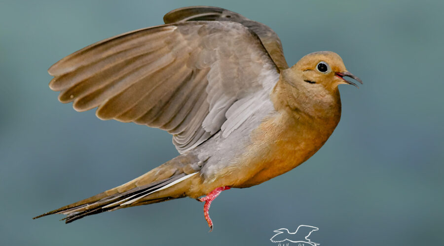 A mourning dove takes flight across the sky early in the morning.
