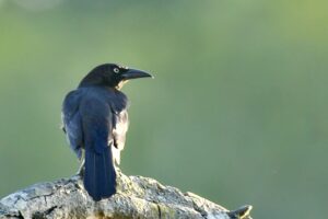 Common grackles can be seen throughout much of the eastern US, often near water.