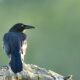 Common Grackles are Very Interesting Birds