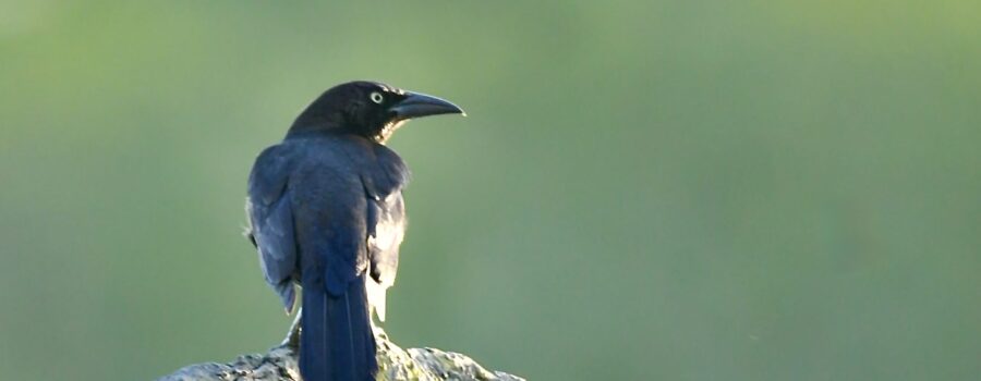 Common grackles can be seen throughout much of the eastern US, often near water.