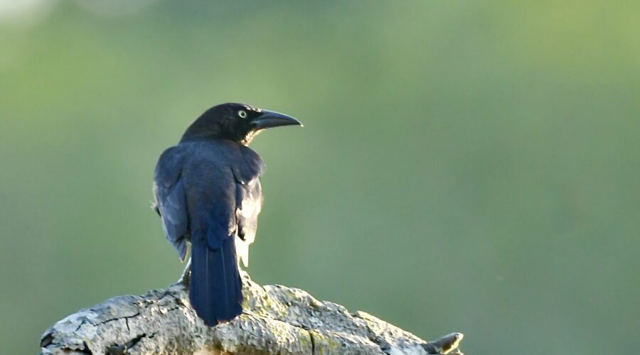 Common grackles can be seen throughout much of the eastern US, often near water.