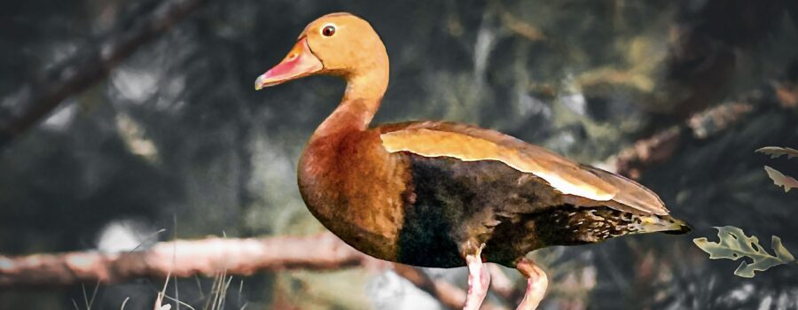 Black bellied whistling ducks regularly perch and nest in trees.