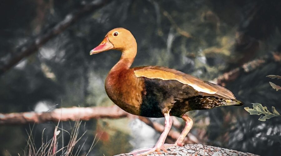 Black bellied whistling ducks regularly perch and nest in trees.