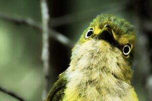 A handsome white eyed vireo looks intently at something off in the woods.