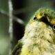 White Eyed Vireos Are Some of Florida’s Most Beautiful Birds