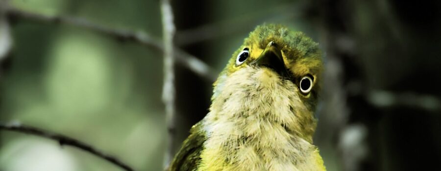 A handsome white eyed vireo looks intently at something off in the woods.