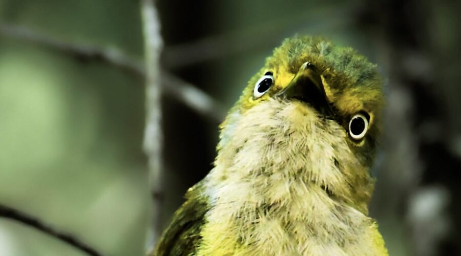 A handsome white eyed vireo looks intently at something off in the woods.