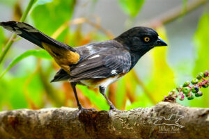 A male eastern towhee with his vibrant colors poses briefly among the pokeberries.