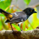 Eastern Towhees Love Insects and Berries for Lunch