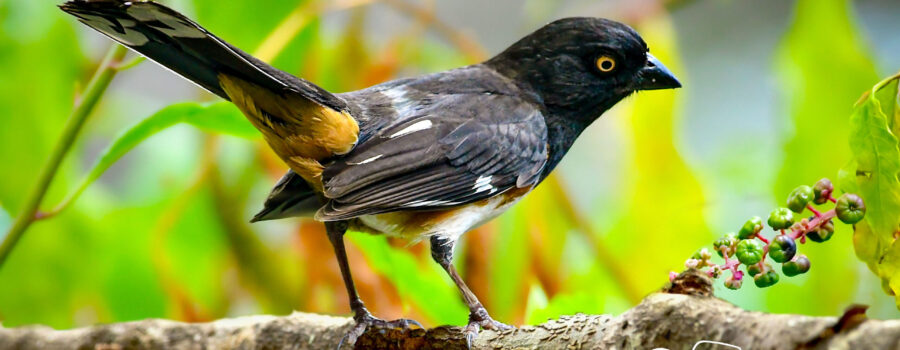 A male eastern towhee with his vibrant colors poses briefly among the pokeberries.