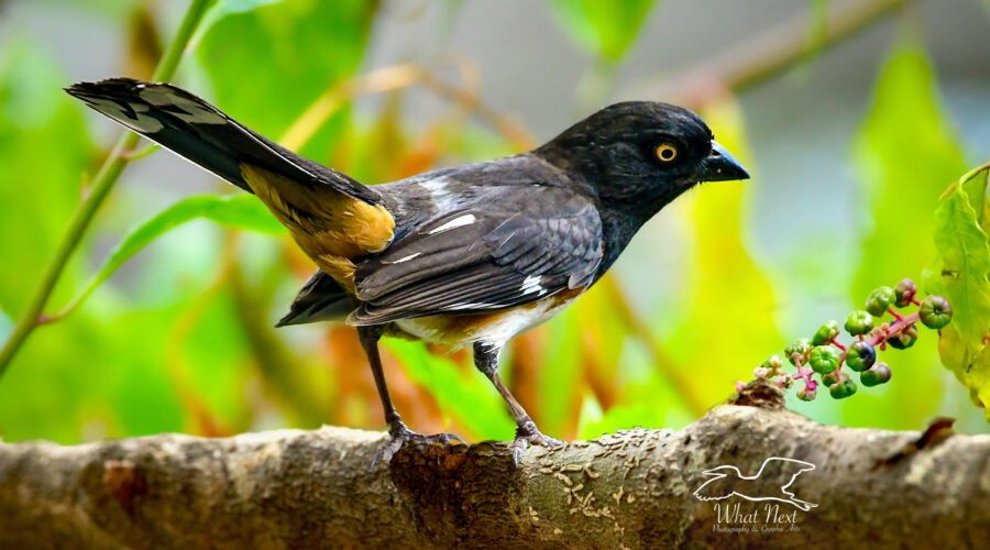 A male eastern towhee with his vibrant colors poses briefly among the pokeberries.
