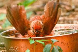 A fledgling northern cardinal eases into the water to take a bath.