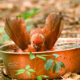 Watching This Little Cardinal Take a Bath Was Lots of Fun